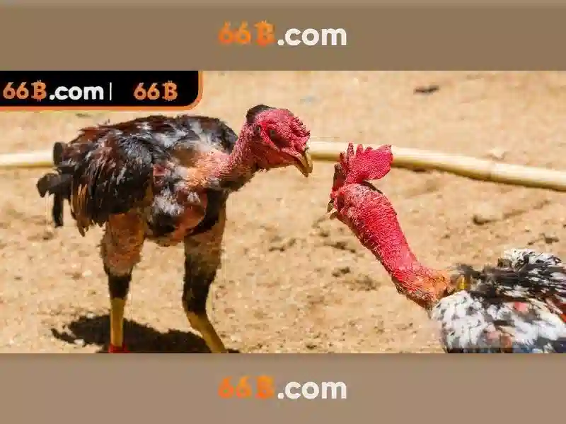 Khái niệm về 66b và ứng dụng của nó