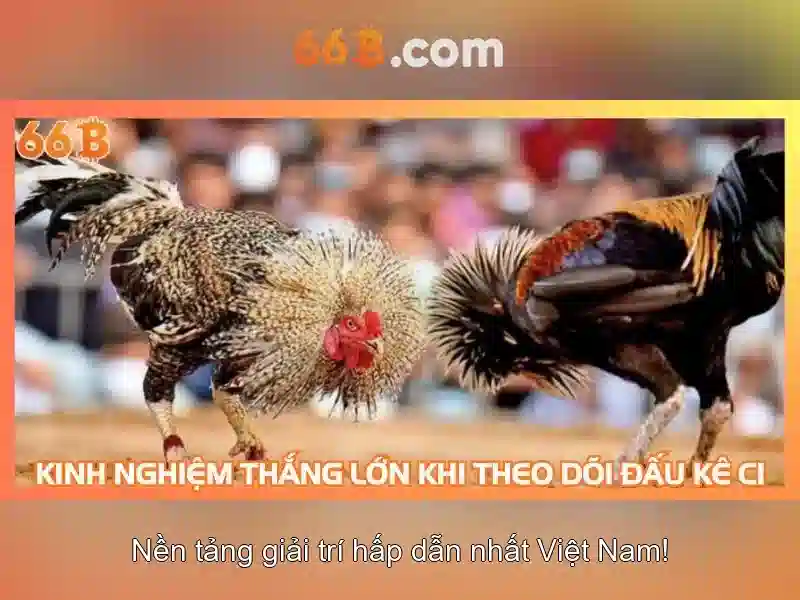 Cấu trúc và tham số của 66b